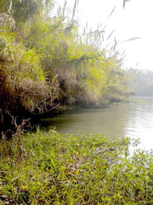 沙家浜蘆葦蕩 自然與歷史的詩意交融